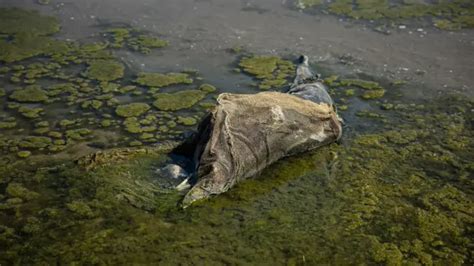 Perang Di Ukraina Menyebabkan Kematian Ribuan Penghuni Laut Hitam Bbc