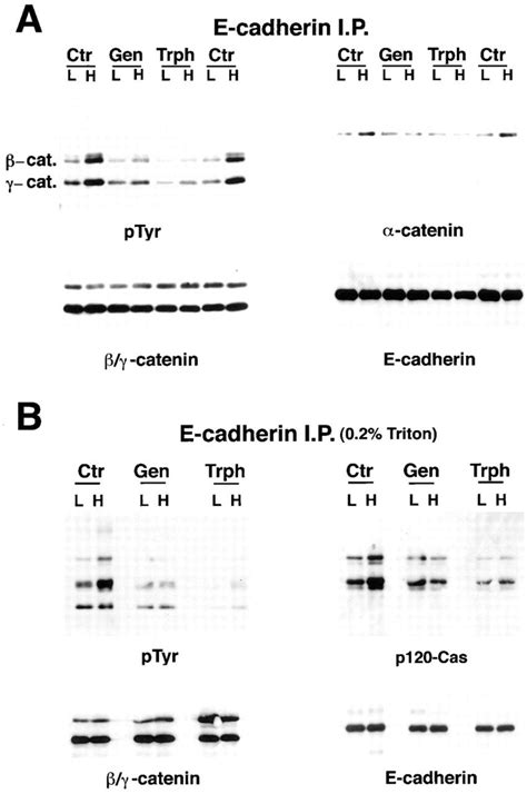 E Cadherin Association Of And Catenins And P Cas In