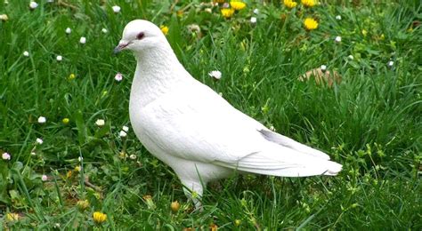 The White Dove Spiritual Meaning: Peace and Freedom