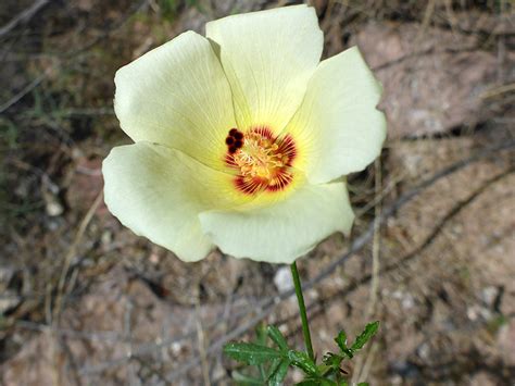 Desert Rosemallow Hibiscus Coulteri