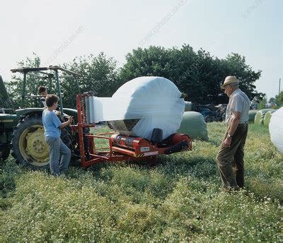 Wrapping silage bales in white polyethylene - Stock Image - E770/2032 ...