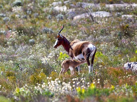 Secrets of Bontebok National Park that Will Have You Visiting Tomorrow