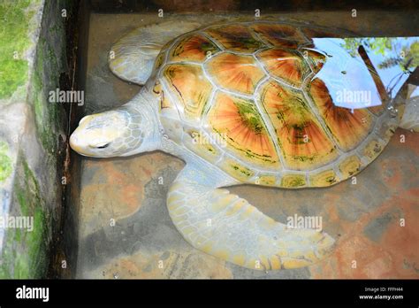 Small Sea Turtle On Hand In Kosgoda Sea Turtle Conservation Project