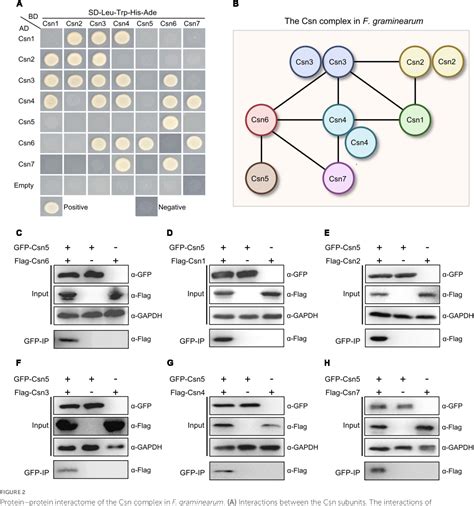 Figure From The Cop Signalosome Complex Regulates Fungal Development