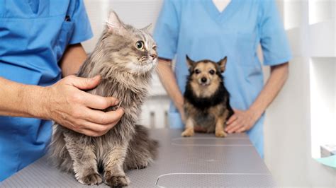 Nuevas pautas para el manejo de endocrinopatías en perros y gatos ...