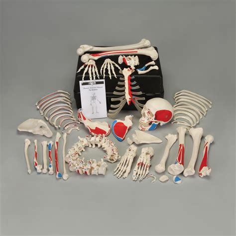 B Disarticulated Human Muscular Skeleton With Storage Case Carolina