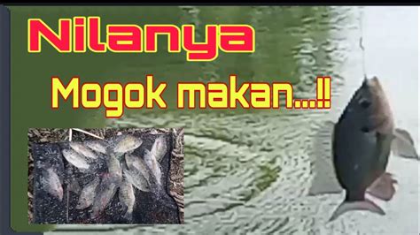 Mancing Mujair Nila Di Empang Favorit Kawan Gentak Youtube