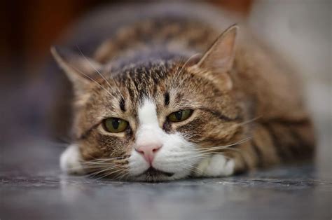 Signes de déprime chez les chats 9 symptômes à surveiller pour un