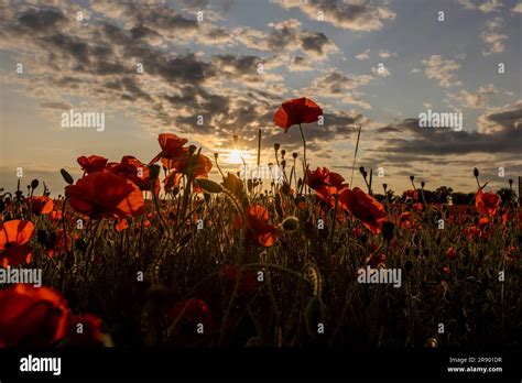 Poppies Rewilding Hi Res Stock Photography And Images Alamy