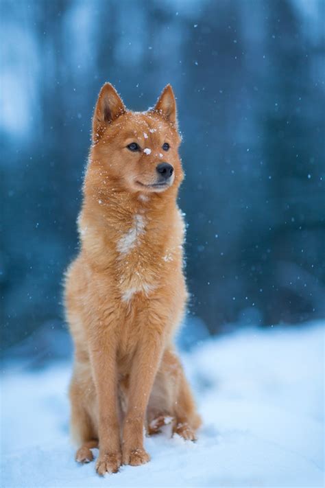 Finnish Spitz Husky Mix