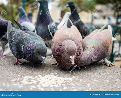 O Que Comem Os Pombos - Pombos que comem o arroz imagem de stock. Imagem de nave - 61566767