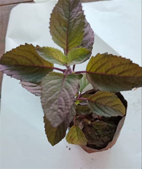 Tulsi Plant Holy Basil at Rs 29/pack | Pune | ID: 26325481930