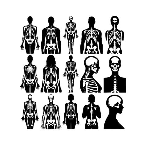 Premium Vector Human Bones Silhouette Royaltyfree Images