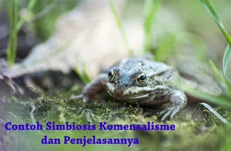 Simbiosis Komensalisme