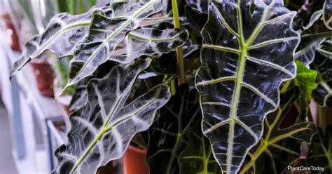 Alocasia Amazonica Care: Growing The Amazon Alocasia