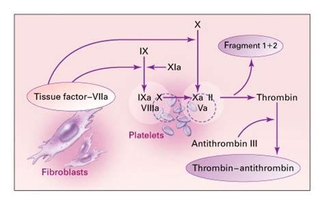 The HemolyticUremic Syndrome Toxin Thrombin And Thrombosis New