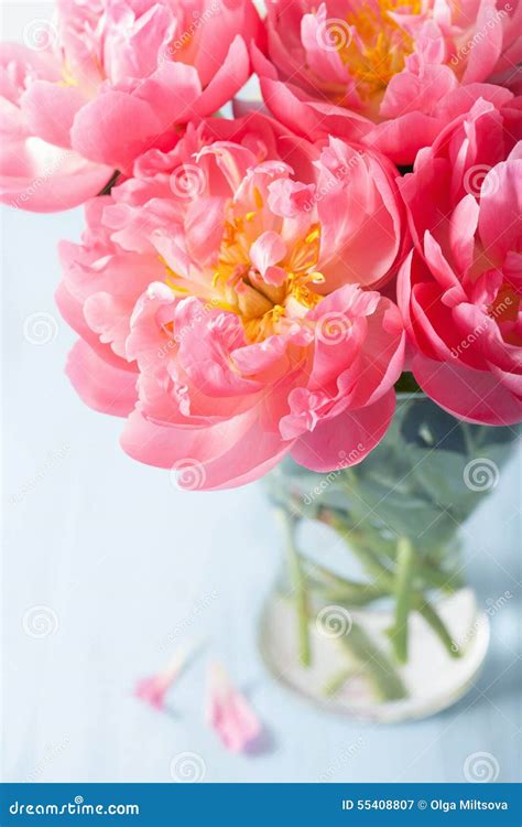 Beautiful Pink Peony Flowers Bouquet In Vase Stock Image Image Of