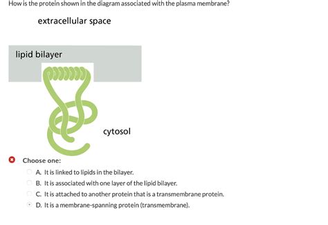 Solved How is the protein shown in the diagram associated | Chegg.com