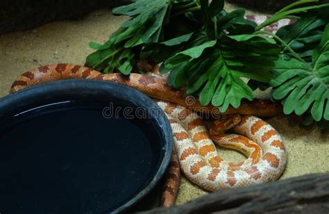 Basking Corn Snake Stock Photos Free Royalty Free Stock Photos From