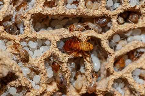 What Do Termite Larvae Look Like? | EcoGuard Pest Management