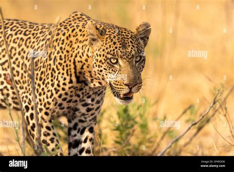 Leopard Open Mouth Hi Res Stock Photography And Images Alamy