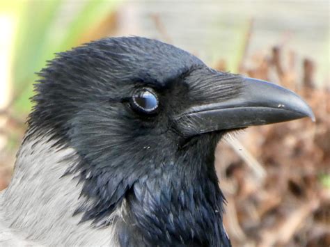 Kråka Crow Corvus cornix Axart birds nature and art