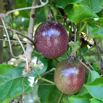 Purple Possum Passion Fruit Vine Available At Bob Wells Nursery