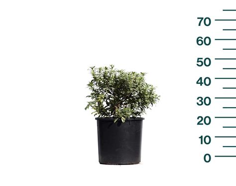 Pittosporum tenuifolium 7lt. - isik bitki uretim