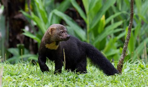 Tayra facts, distribution & population | BioDB