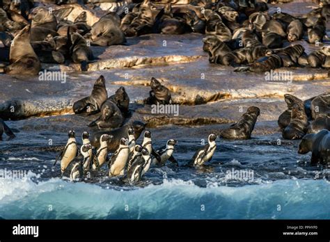 Los Pingüinos Africanos En Seal Island Colonia De Focas En El Fondo Pingüino Africano