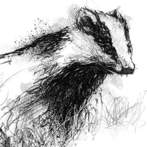 European badger sketch | SeanBriggs