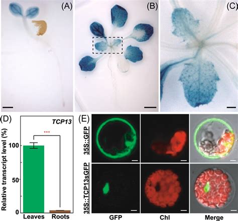 Expression Pattern Of Tcp In Arabidopsis Plants At Different