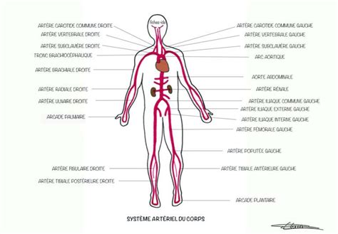 Syst Me Art Riel Du Corps Fiches Ide Corps Anatomie Du Corps