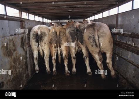 Banbury Cattle Market Hi Res Stock Photography And Images Alamy