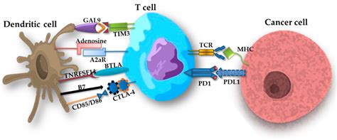 Ijms Free Full Text The Importance Of The Immune System And