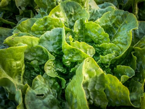 Buttercrunch Lettuce The Plant Good Seed Company