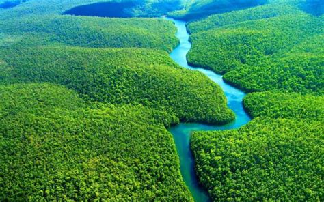 Riqueza de espécies de peixes na bacia amazônica segue padrão