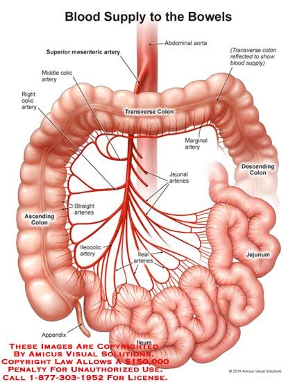 Amicus Illustration Of Amicusanatomybowelbloodsupplyabdominal