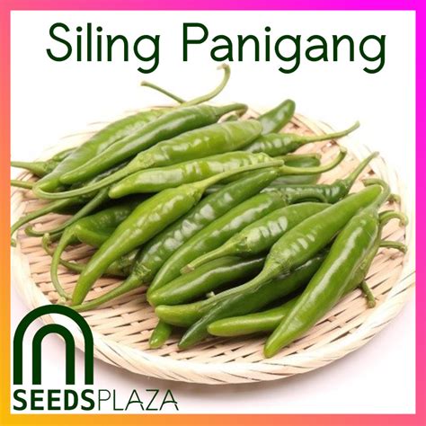 Seedsplaza Siling Panigang 25 Seeds For Planting Vegetable Plants