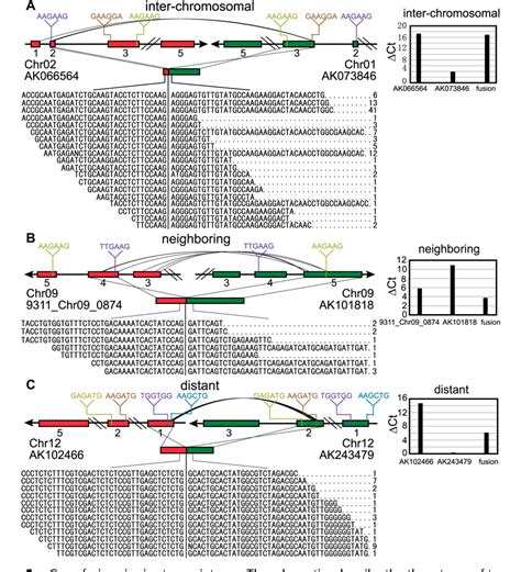 Figure From Deep Rna Sequencing At Single Base Pair Resolution