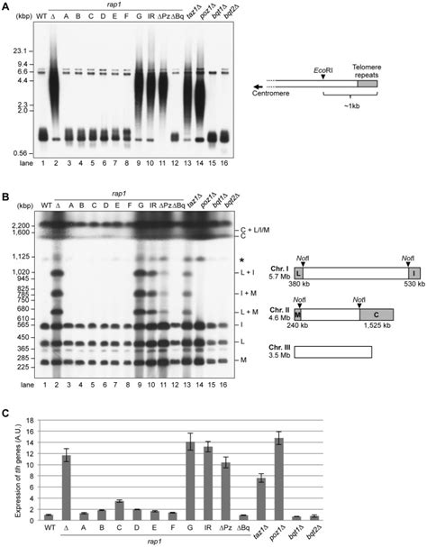 A Southern Blot Analysis Of The Telomere Dna Length Genomic Dna Was