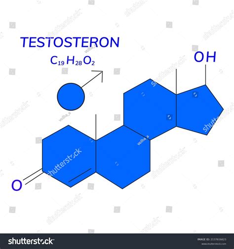 Testosterone Chemical Formula Male Sex Hormone Stock Vector Royalty