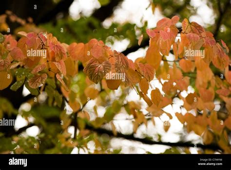 Cercidiphyllum Japonicum Katsura Tree In Early Autumn Stock Photo Alamy