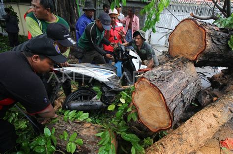 POHON TUMBANG AKIBAT ANGIN KENCANG ANTARA Foto