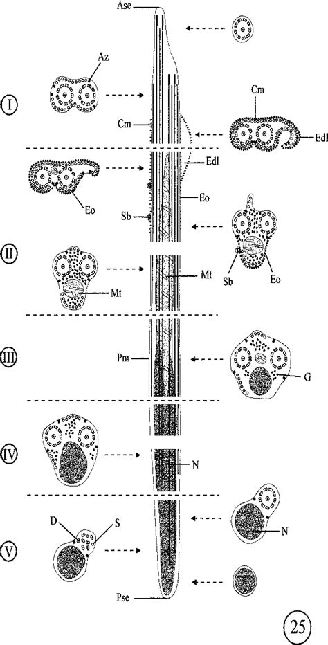 Diagram Showing The Ultrastructural Organization Of The Mature