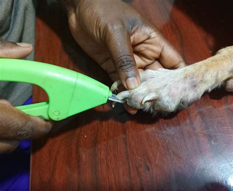 How To Trim A Dogs Nails 8 Simple Steps Superior Animal Clinic