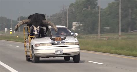 Man Pulled Over For Driving With Huge Bull Riding Shotgun In Nebraska