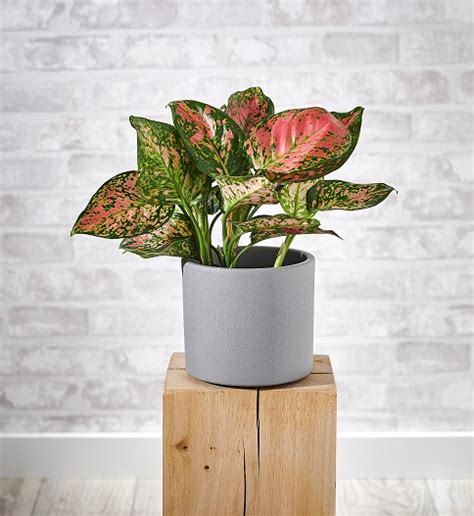 Aglaonema Odmiany Piel Gnacja Encyklopedia Ro Lin