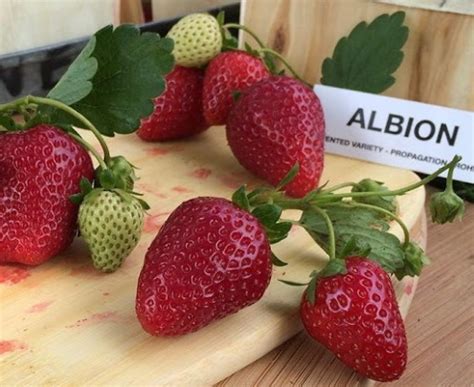 Клубника ремонтантная. Лучшие сорта для Подмосковья, отзывы, посадка ...