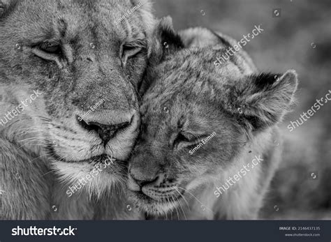 3,574 Lion Cubs Black White Images, Stock Photos & Vectors | Shutterstock